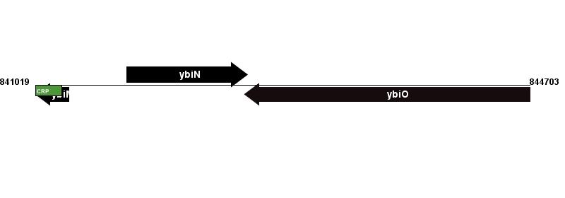 Figure courtesy of RegulonDB