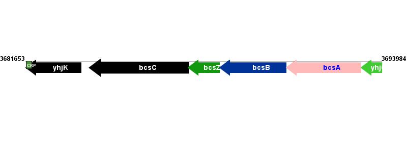 Figure courtesy of RegulonDB