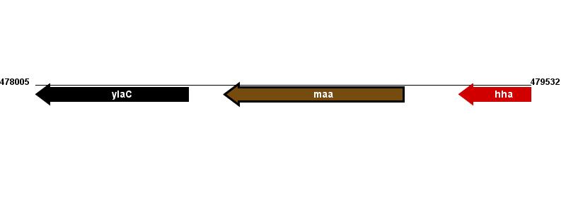 Figure courtesy of RegulonDB