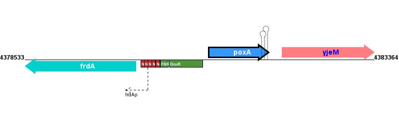Figure courtesy of RegulonDB