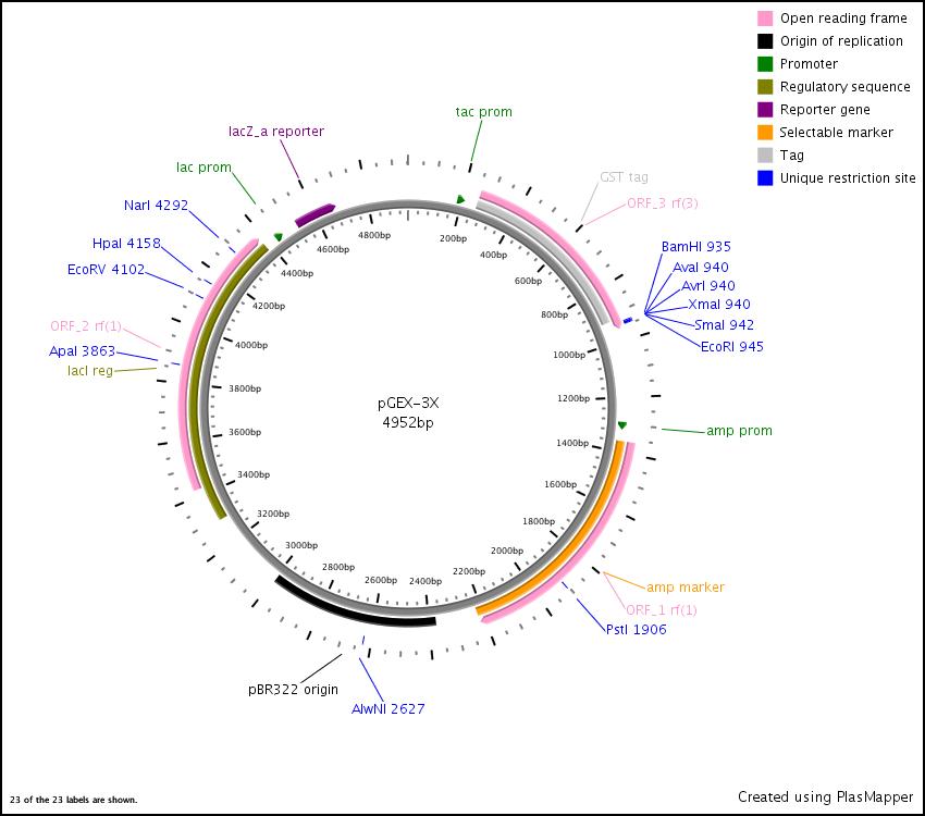 pgex-3x-key-magenta-tac-promoter-yellow-lac-operator-cyan-mcs-red