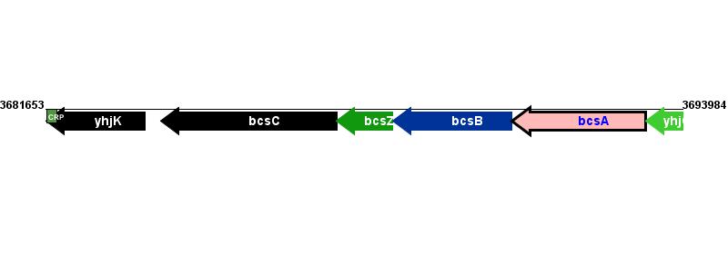 Figure courtesy of RegulonDB