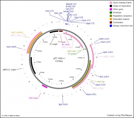 pET-41b(+) - EcoliWiki