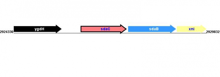 Figure courtesy of RegulonDB