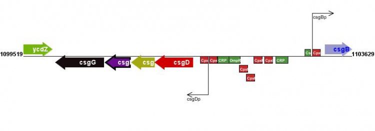 Figure courtesy of RegulonDB