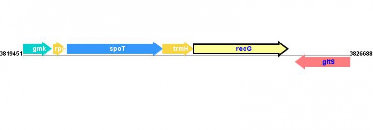 Figure courtesy of RegulonDB