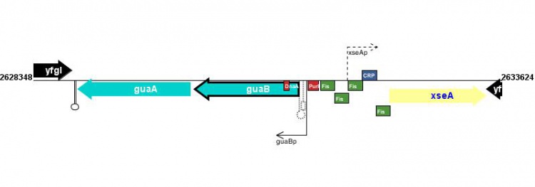 Figure courtesy of RegulonDB