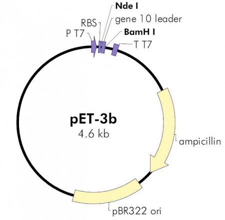 pET-32b(+) DNA - EcoliWiki