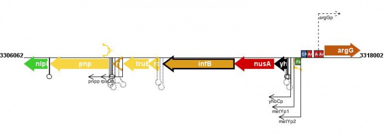 Figure courtesy of RegulonDB
