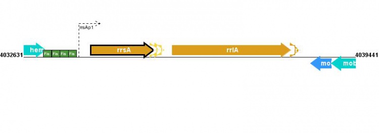 Figure courtesy of RegulonDB