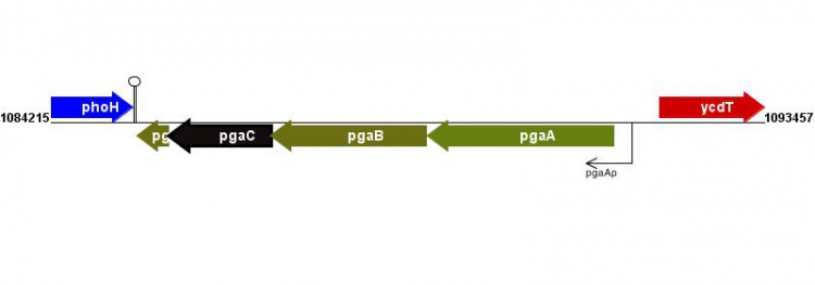 Figure courtesy of RegulonDB