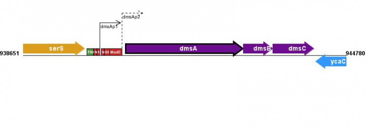Figure courtesy of RegulonDB